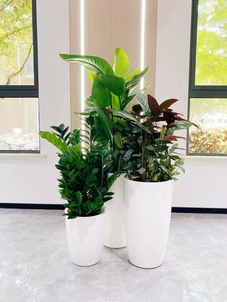 宁波北仑绿化修剪服务好