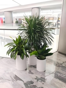 镇海花卉出租哪家好